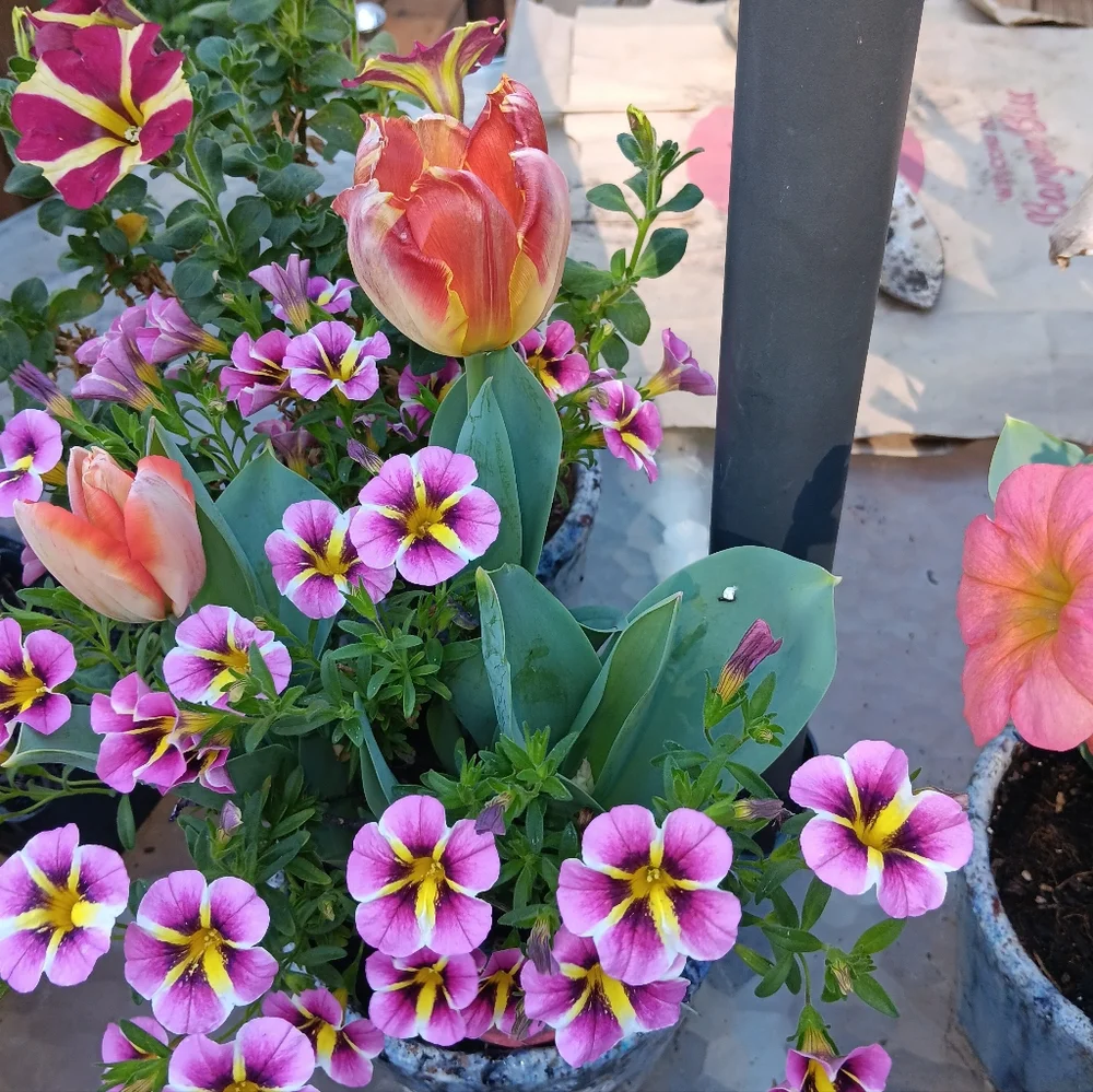 Sloggers Garden/Rain Boots Bright Sunny Chickens - Picture 9 of 9